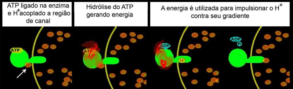 Etapas principais do transporte de H+ pela V-ATPasae. Observe que a V-ATPase realiza transporte ativo, utilizando a energia do ATP, resultando em ADP mais fosfato (Pi), para bombear prótons (H+) para o interior do compartimento tornando-o ácido.Clique na imagem para vê-la em tamanho maior.