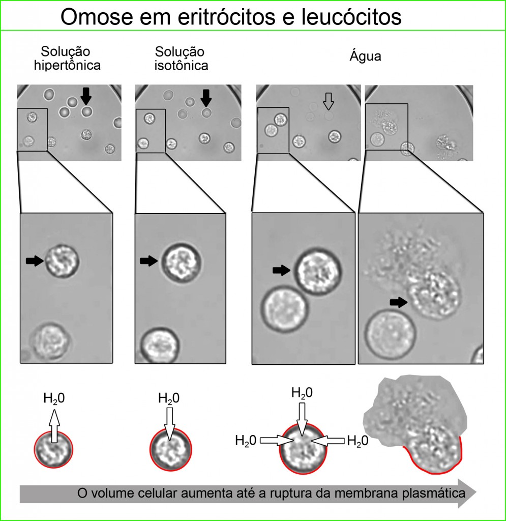 OSMOSE ok 4