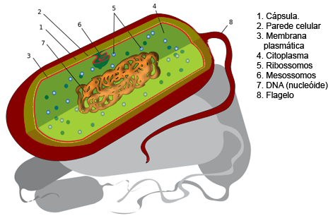 573px-Prokaryote_cell_diagram_international.svg