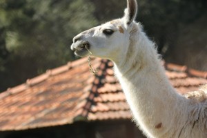 Zoo virtual