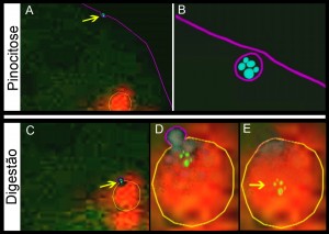 Pinocitose e digestão. Observa-se em A invaginação da membrana plasmática indicando o início da pinocitose (seta), e em B, em ampliação maior, a vesícula pinocítica já formada. Em C a vesícula pinocítica (seta) já se fundiu-se lisossomo e inicia a descarga de seu conteúdo, o qual é posteriormente digerido, como mostrado em D e E (seta.) Em E verifica-se uma ampliação de região do lisossomo evidenciando a presença de enzimas hidrolíticas.