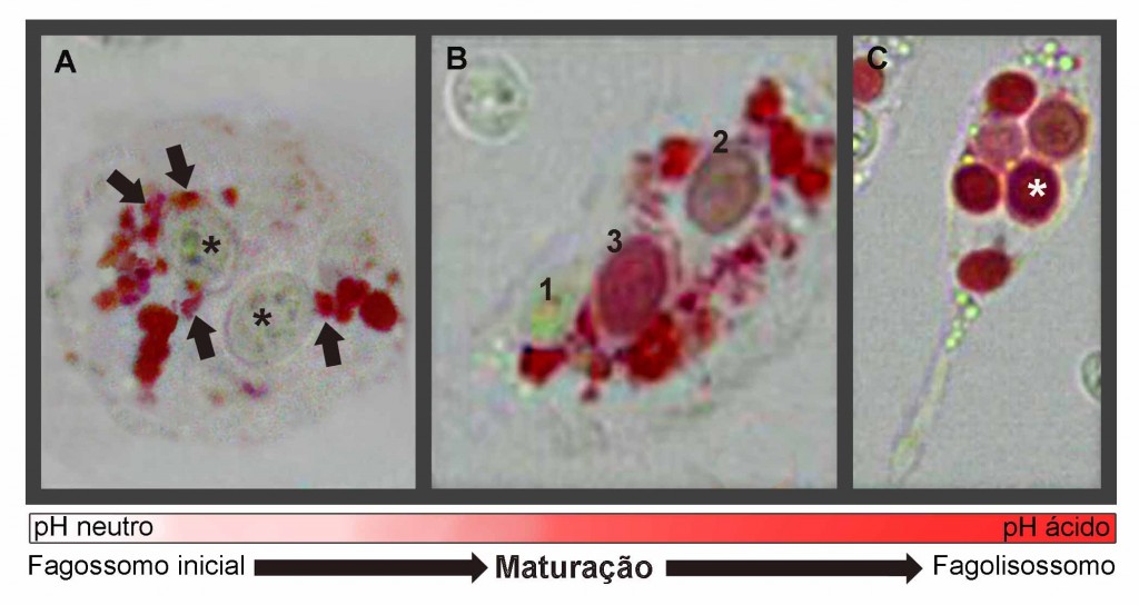 Acidificação dos fagossomos observada através vermelho neutro em macrófagos vivos que fagocitaram leveduras. . Observe em A vesículas vermelhas (endossomos e lisossomos) (setas), justapostas aos fagossomos não corados (asteriscos), portanto neutro. Note em B diferentes graus de acidificação: fagossomo 1 ainda está neutro, o 2 está com uma coloração vermelha mais suave e o 3 encontra-se bem corado. Em C todos os fagossomos (*) estão ácidos