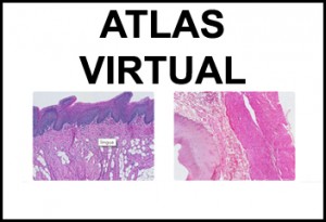 Atlas