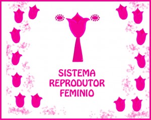 Seleção de materiais didáticos sobre o aparelho reprodutor feminino e gestação.