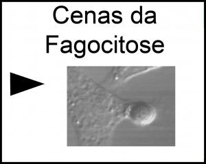 Fagocitose em movimento