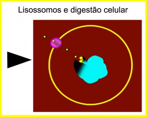 Lisossomos e endocitose