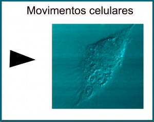 Movimento celular