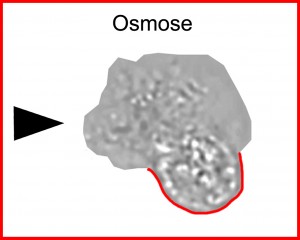Osmose
