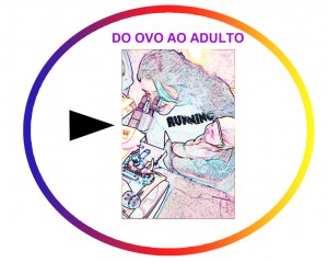 do ovo ao adulto