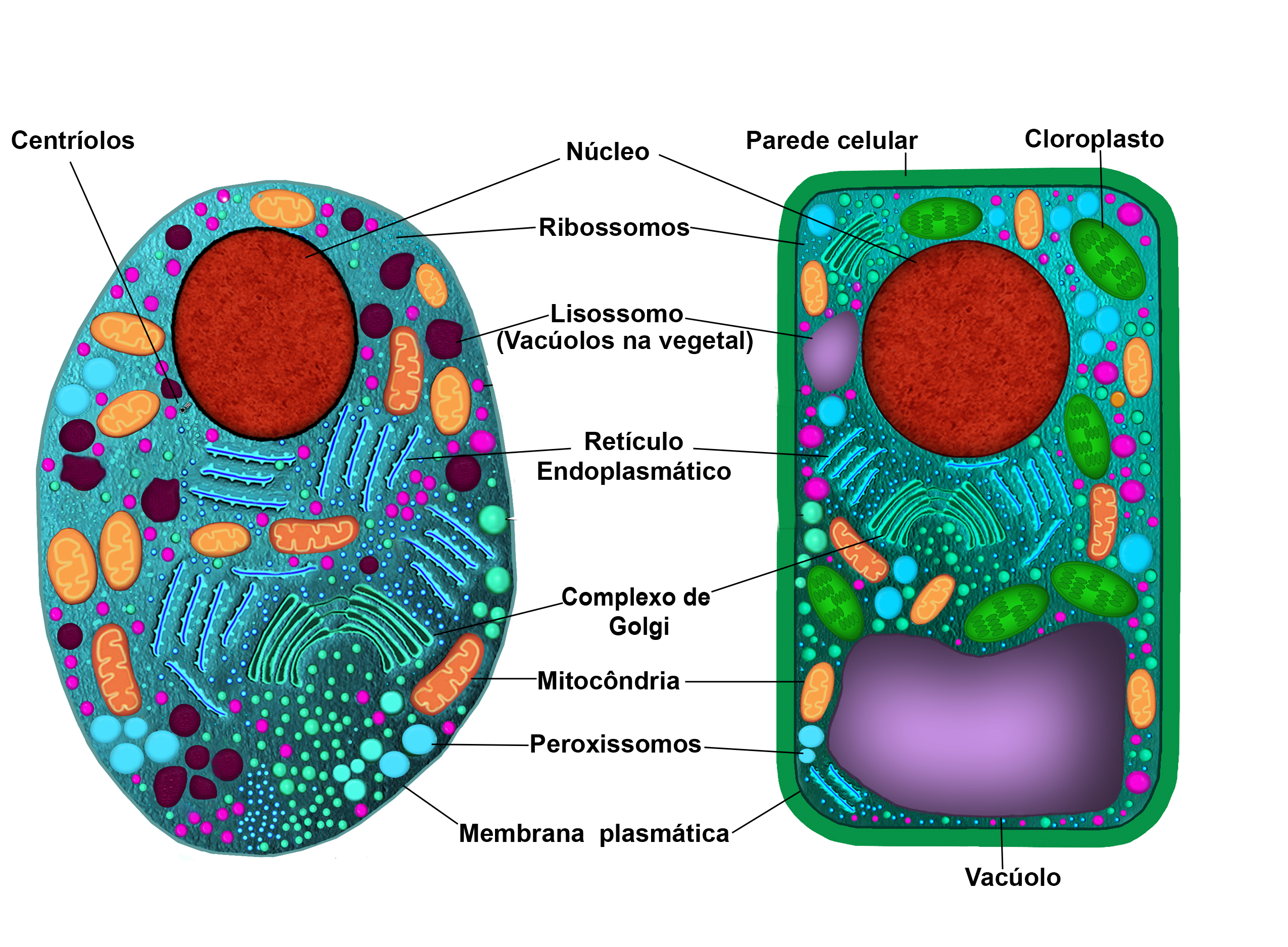 Featured image of post Celula Vegetal Sem Os Nomes Das Organelas - Sao semelhantes as celulas animais, uma vez que possuem muitas organelas em comum, mas diferem delas por possuirem parede celular, cloroplastos e vacuolos, adequadas ao modo de vida das plantas.